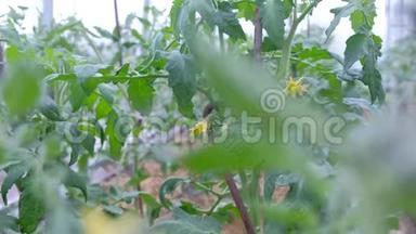 小青番茄和黄花长在番茄植株上，特写镜头..